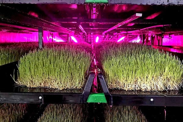 معایب علوفه هیدروپونیک