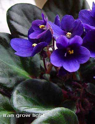 نور پرورش انواع گل آپارتمانی