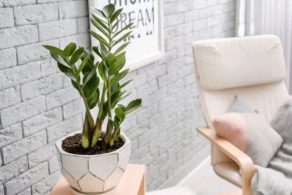 نگهداری زاموفیلیا