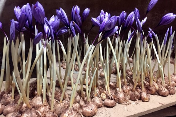 کاشت زعفران