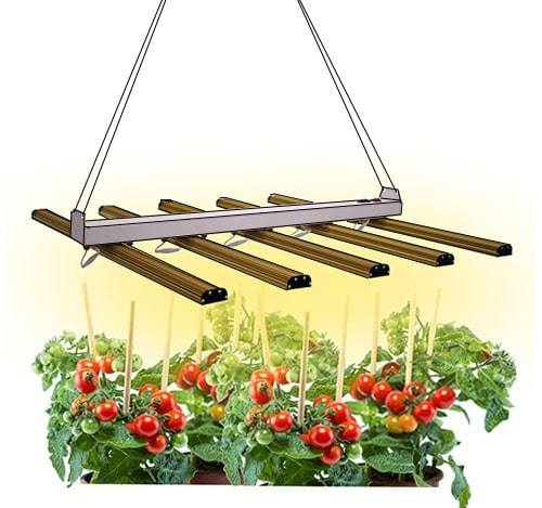 اس ام دی مخصوص رشد گیاه