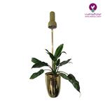 گلدان مجهز به لامپ رشد گیاه