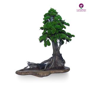 درختچه تقلیدی بونسای کاج سیاه