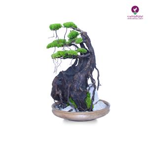 درخت جاودان بونسای تنه شکسته