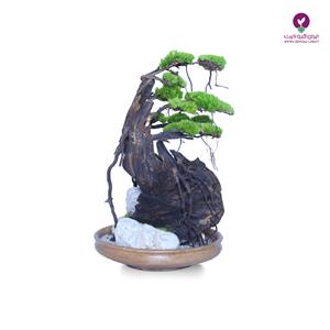 درخت جاودان بونسای تنه شکسته
