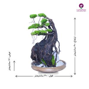 درخت جاودان بونسای تنه شکسته