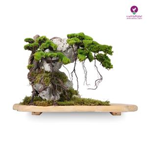 درختچه تقلیدی بونسای کاج روی صخره