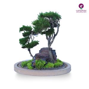 تراریوم دو تنه منظره مینیاتوری