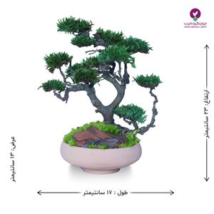 بونسای دو تنه جنگلی