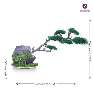 بونسای در باد