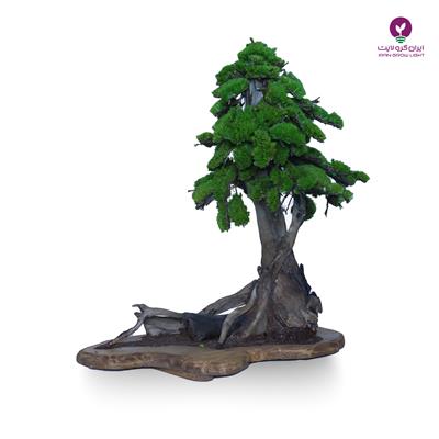 درختچه تقلیدی بونسای کاج سیاه