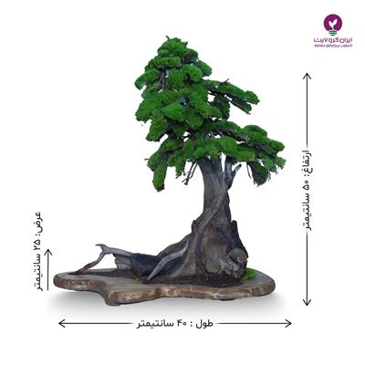 درختچه تقلیدی بونسای کاج سیاه
