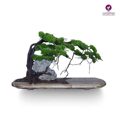 درخت جاویدان ریشه هوازی 