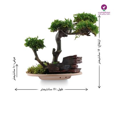 تراریوم  تک درخت کوچک 