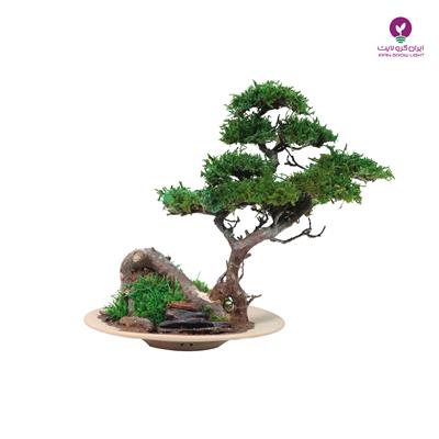 بونسای مطبق مینیاتوری