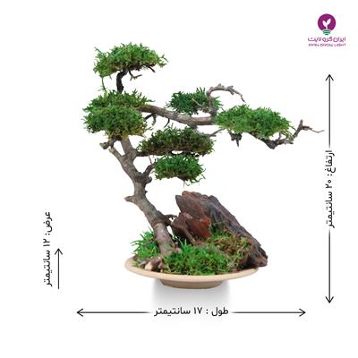 بونسای مینیاتوری