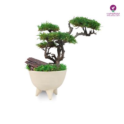 بونسای سه شاخ