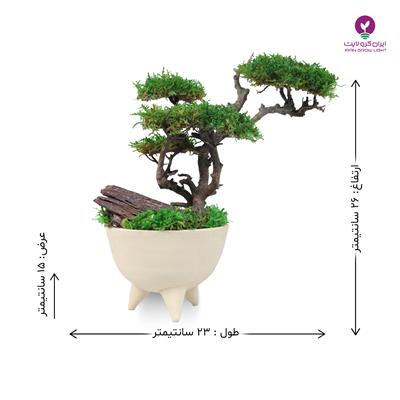 بونسای سه شاخ