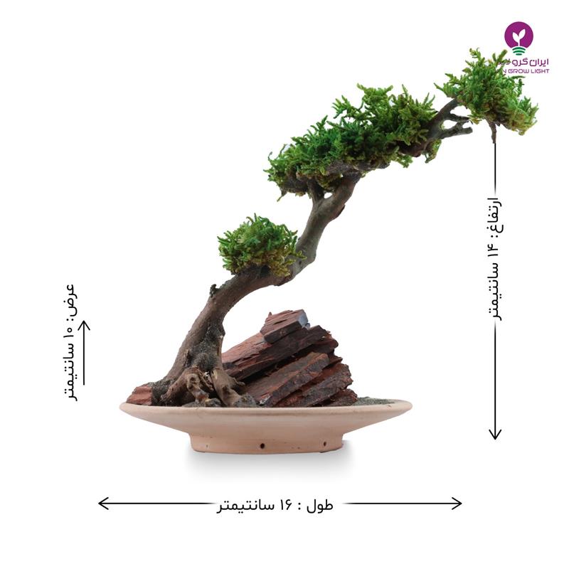بونسای نهال