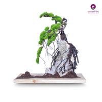 درخت جاویدان بونسای روی سنگ ریشه لخت