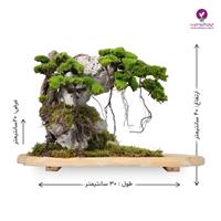 درختچه تقلیدی بونسای کاج روی صخره