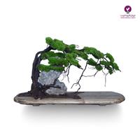 درخت جاویدان ریشه هوازی 