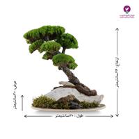 درختچه جاودان بونسای کاج توپی